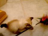Un chaton Toybob s'amuse avec un plumeau rouge