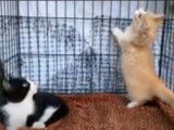 Des chatons Munchkin jouent avec un plumeau