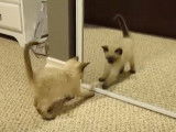 Un chaton Siamois joue avec son reflet dans un miroir