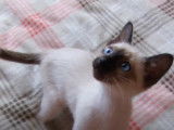 Un chaton Siamois s'amuse avec une boite de mouchoirs