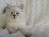 Un chaton Sibérien adore jouer