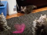 Des chatons Sibérien jouent avec leur maitre et un plumeau