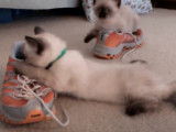 Des chatons Siamois jouent avec divers jeux et des baskets