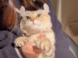 Un chat Desert Lynx se fait câliner dans les bras de sa maitresse