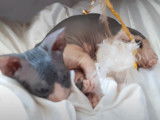 Un chaton Bambino joue de manière complice avec son maitre