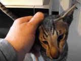 Un Oriental Shorthair qui miaule pour être câliné
