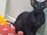 Un Oriental Shorthair qui est agile lors d'un parcours d'obstacles