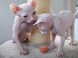 Deux chatons Sphynx jouent avec un pompon dans l'arbre à chat