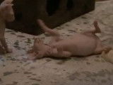 Des chatons Sphynx cohabitent et jouent ensemble