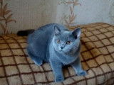 Une grande partie de jeu pour un British Shorthair