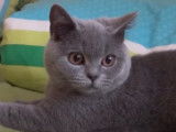 Un British Shorthair joue à plusieurs jeux