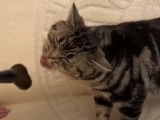 Un chat American Shorthair qui joue avec plusieurs objets