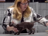 Un Cornish Rex participe à une exposition féline