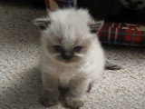 Un chaton Himalayen hésite à réaliser quelques pas