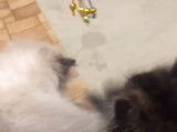Chaton Himalayen avec son jouet favori