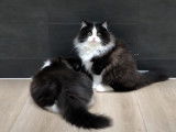 Des chats Manx jouent avec une balle