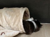 Un chaton Manx joue au sein d'un tube