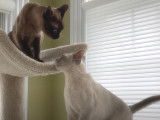 Deux Sacré de Birmanie jouent ensemble sur un arbre à chat