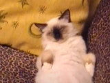 Un chat Sacré de Birmanie dort profondément sur le dos