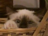 Un chaton Birman installé dans un panier observe le monde qui l'entoure