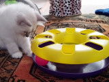 Des chatons Birman jouent à plusieurs jeux