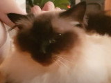 Un chat Birman demande des câlins à sa maitresse