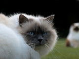 Un chat Birman joue dans le jardin avec son maitre