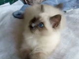 Un chaton Sacré de Birmanie joue de manière complice avec son maitre