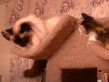 Un chaton Européen et un Sacré de Birmanie sur un arbre à chat