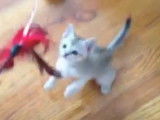 Un chaton Singapura joue avec son maitre et un plumeau