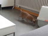 Un Oriental Shorthair s'amuser avec une balle comme un chien