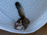 Petite séance de hamac animé pour un chat Sibérien