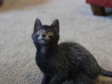 Un chaton Lykoï joue avec la complicité de son maitre