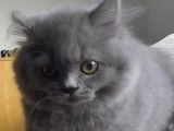 Un chaton British Shorthair joue avec plusieurs accessoires