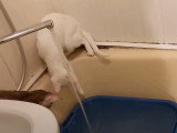 Des Oriental Shorthair s'amusent avec l'eau de la baignoire