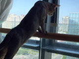 Un chat Abyssin qui regarde par la fenêtre