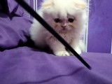 Un chaton Highland Fold s'amuse avec son maitre