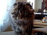 Un chaton Scottish Fold s'amuse sur l'arbre à chat