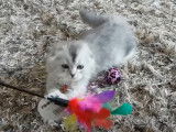 Un chaton Highland Fold qui s'amuse sur le tapis avec un plumeau
