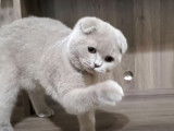 Un chaton Scottish Fold qui joue avec la complicité de son maitre