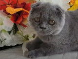 Un chat Scottish Fold joue avec son maître