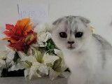 Un chat Scottish Fold en plein jeu