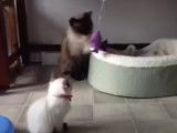 Deux chatons Balinais chahutent dans un arbre à chat