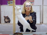 Un chat de race Khao Manee participe à un concours de beauté aux USA