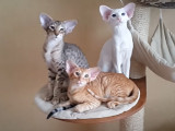 Des chats Oriental Shorthair et Siamois qui cohabitent