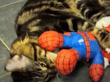 Un chat Maine Coon en train de jouer avec une peluche Spider man