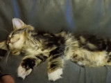 La deuxième semaine d'un chaton Maine Coon chez ses propriétaires