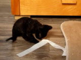 Un Devon Rex en pleine partie de jeu