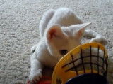 Un chaton Devon Rex joue avec un jeu en plastique