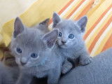 Des chatons Bleu Russe jouent à la bagarre